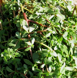 马齿苋的功效与作用,药用价值,吃法及食用禁忌(2)