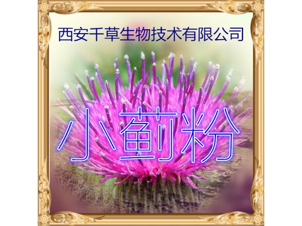 小蓟提取物 全水溶 药食同源 西安千草现货