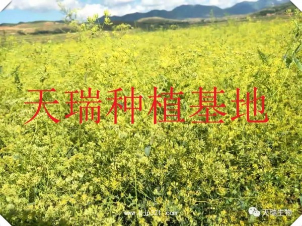 香橼速溶粉