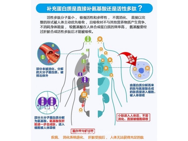 灵芝多肽小分子低聚肽粉天瑞生物