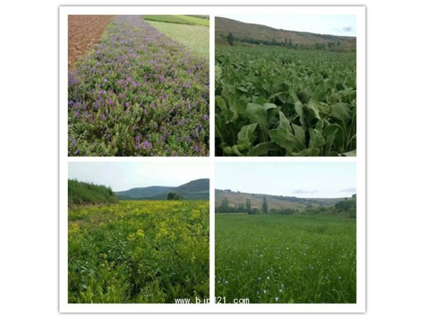 白茅根提取物夏天热销