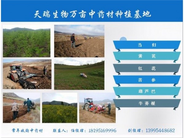 白茅根提取物夏天热销