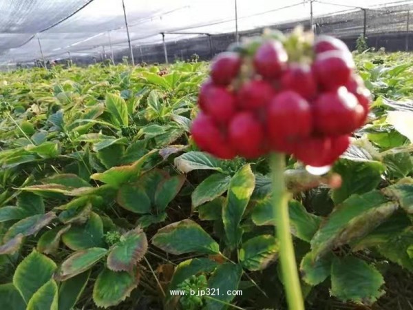 中药康养 一起来挖参