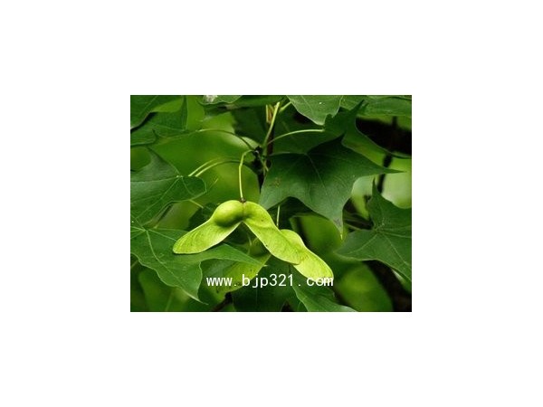 元宝枫种仁提取物，神经酸
