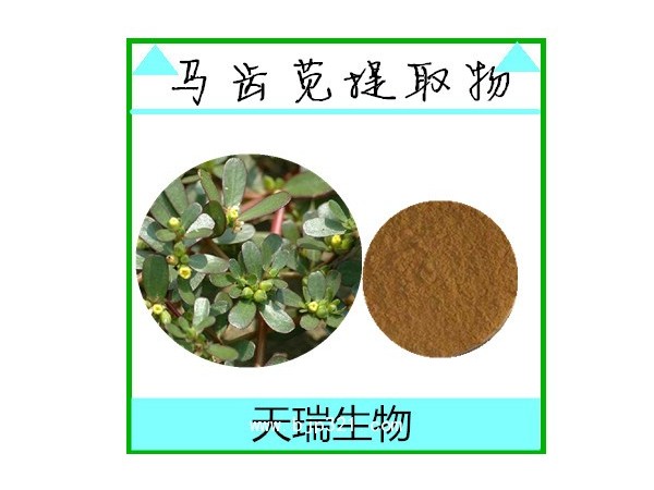 马齿苋速溶粉