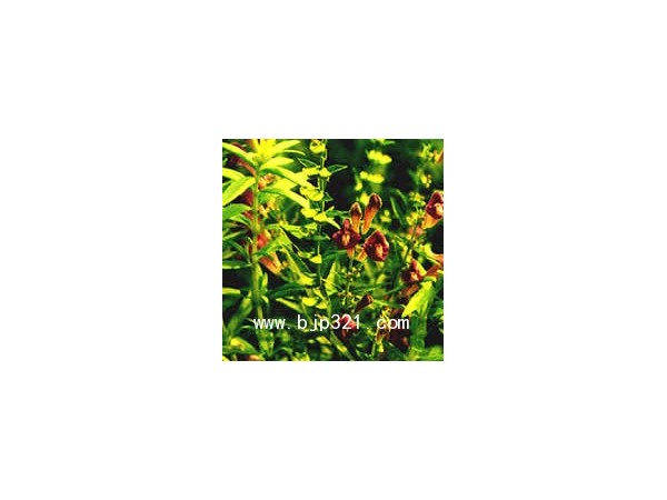 黄芩提取物，黄芩苷