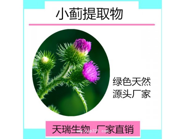 小蓟粉