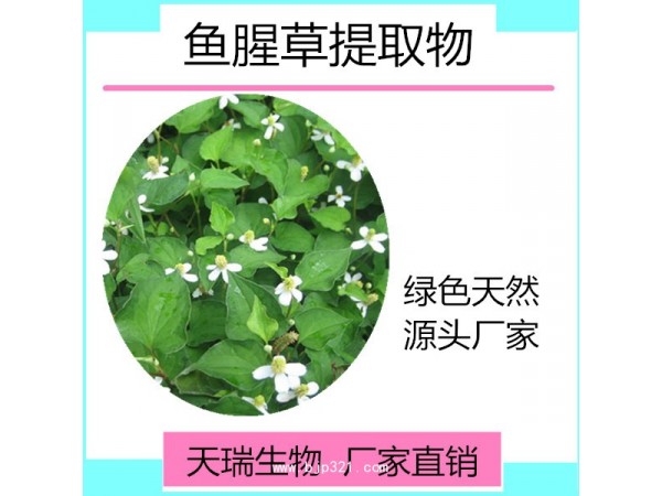 鱼腥草粉