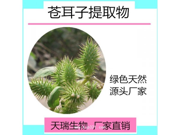 天瑞 苍耳提取物